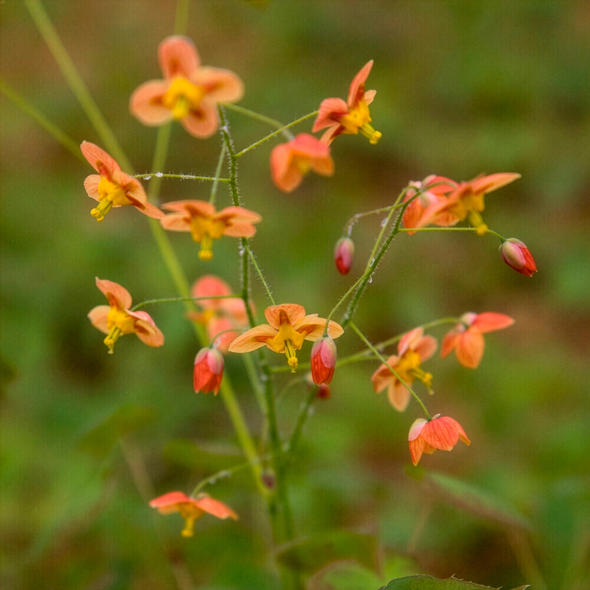 Epimedium pubigerum Orangekonigin - Bakker