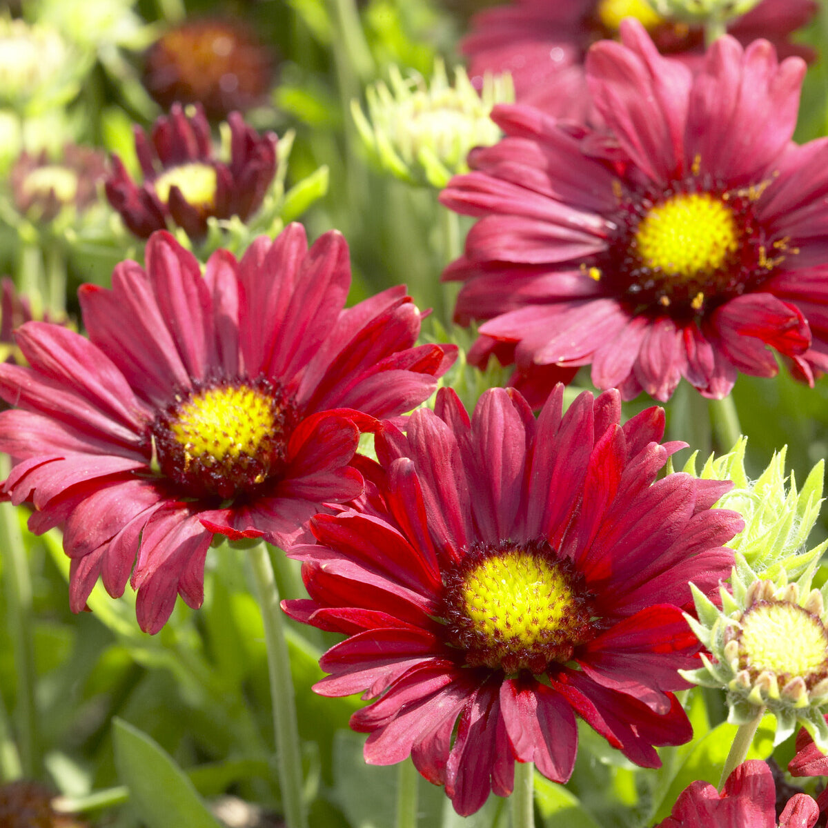 Gaillarde Bourgogne - Bakker