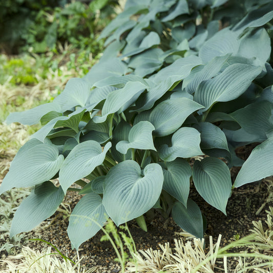 Hosta Blue Cadet - Bakker