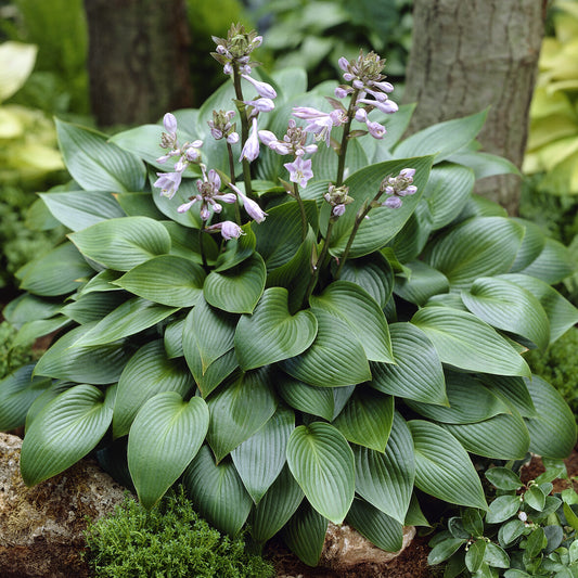 Hosta Devon green - Bakker