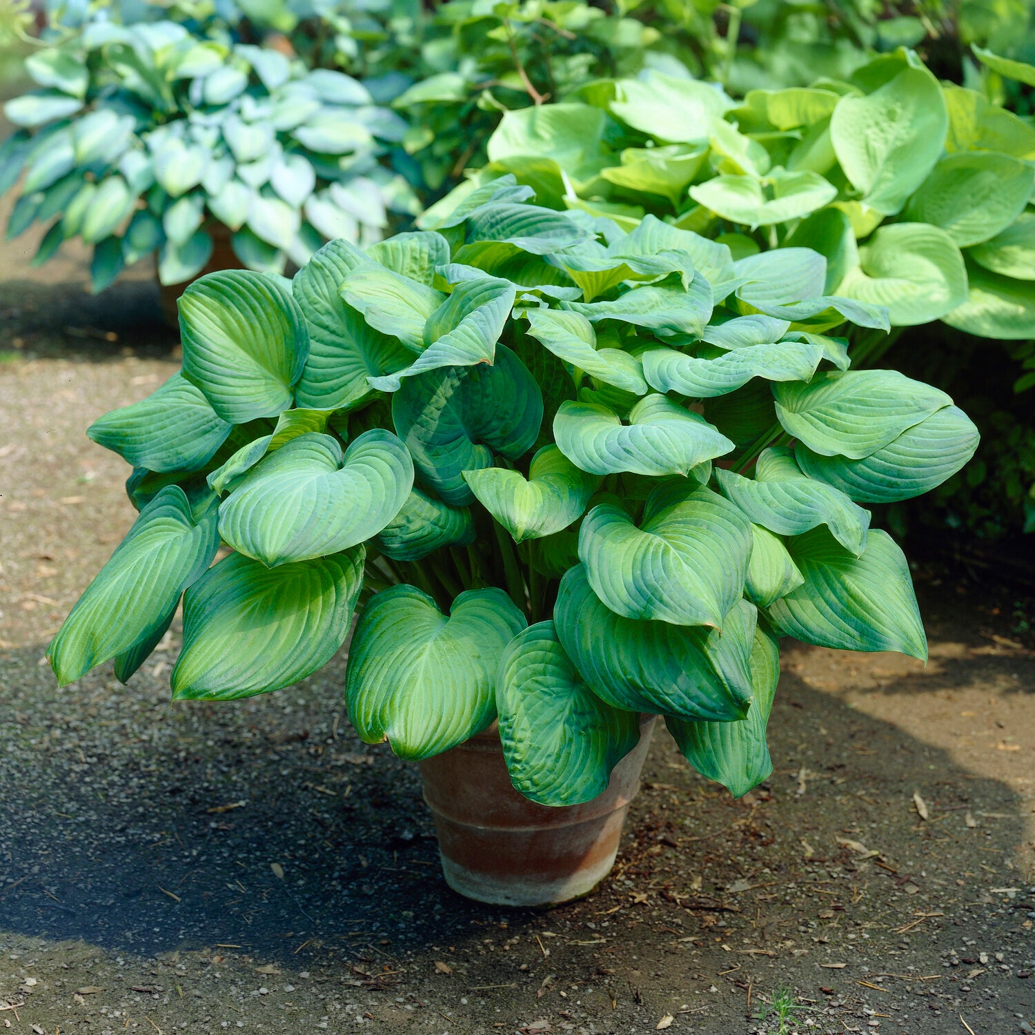 Hosta Guacamole - Hosta Guacamole - Bakker