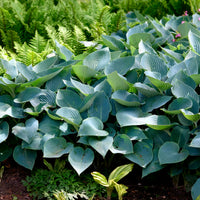Hosta Halcyon - Hosta Halcyon - Hosta
