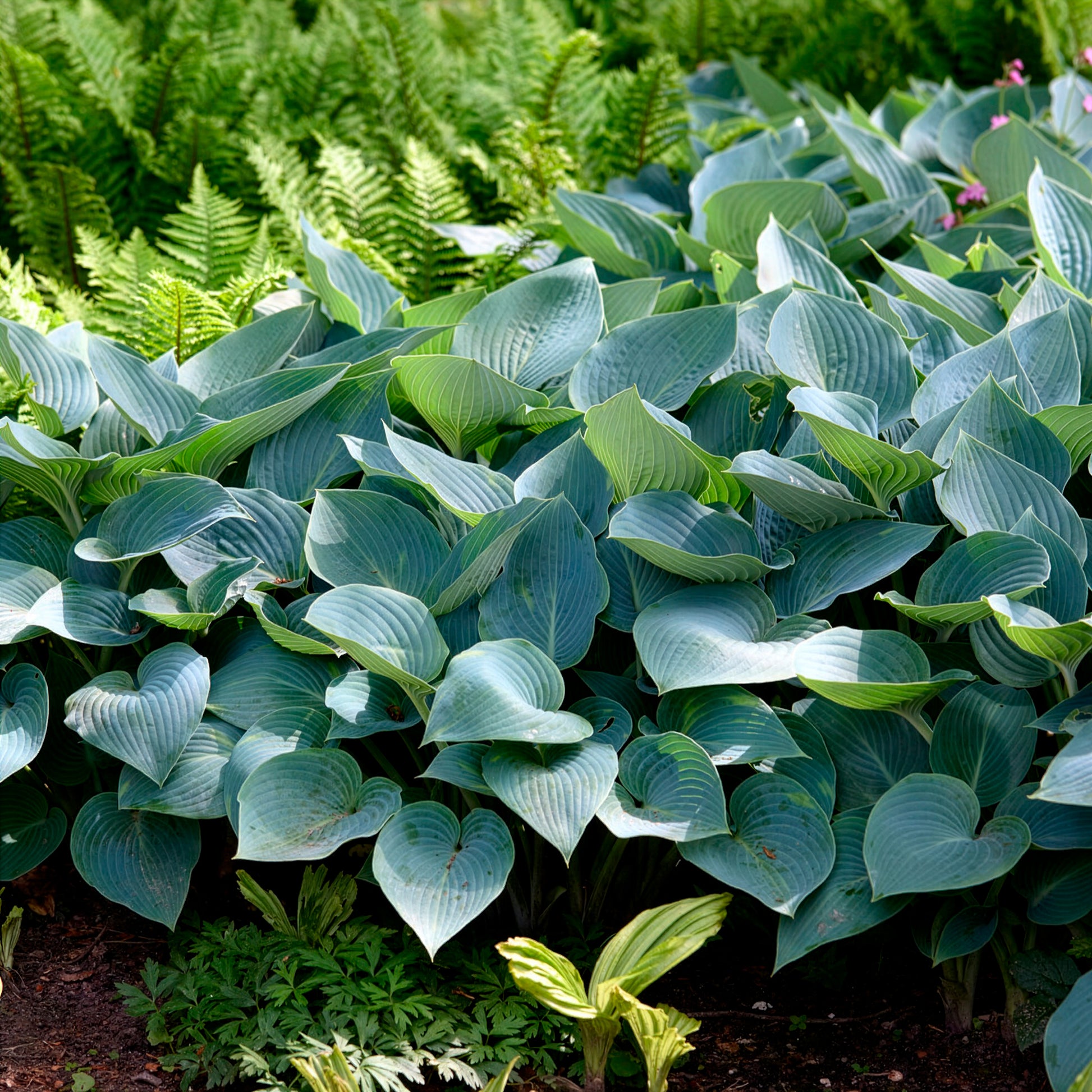 Hosta Halcyon - Hosta Halcyon - Hosta