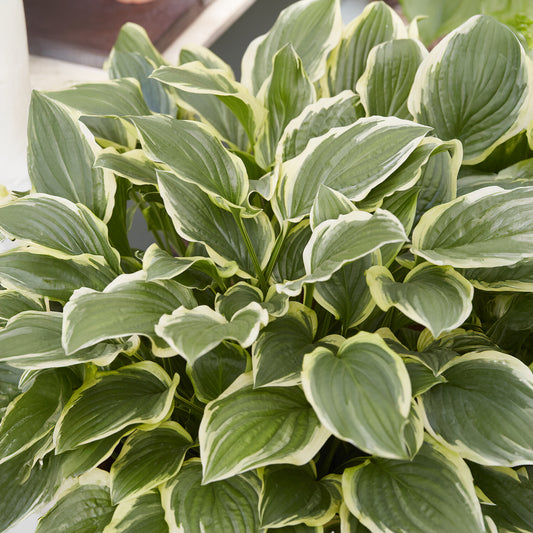 Hosta So Sweet - Bakker