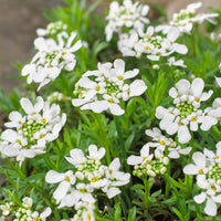 Iberis sempervirens weisser zwerg - Corbeille d'argent Weisser Zwerg - Iberis - Ibéris