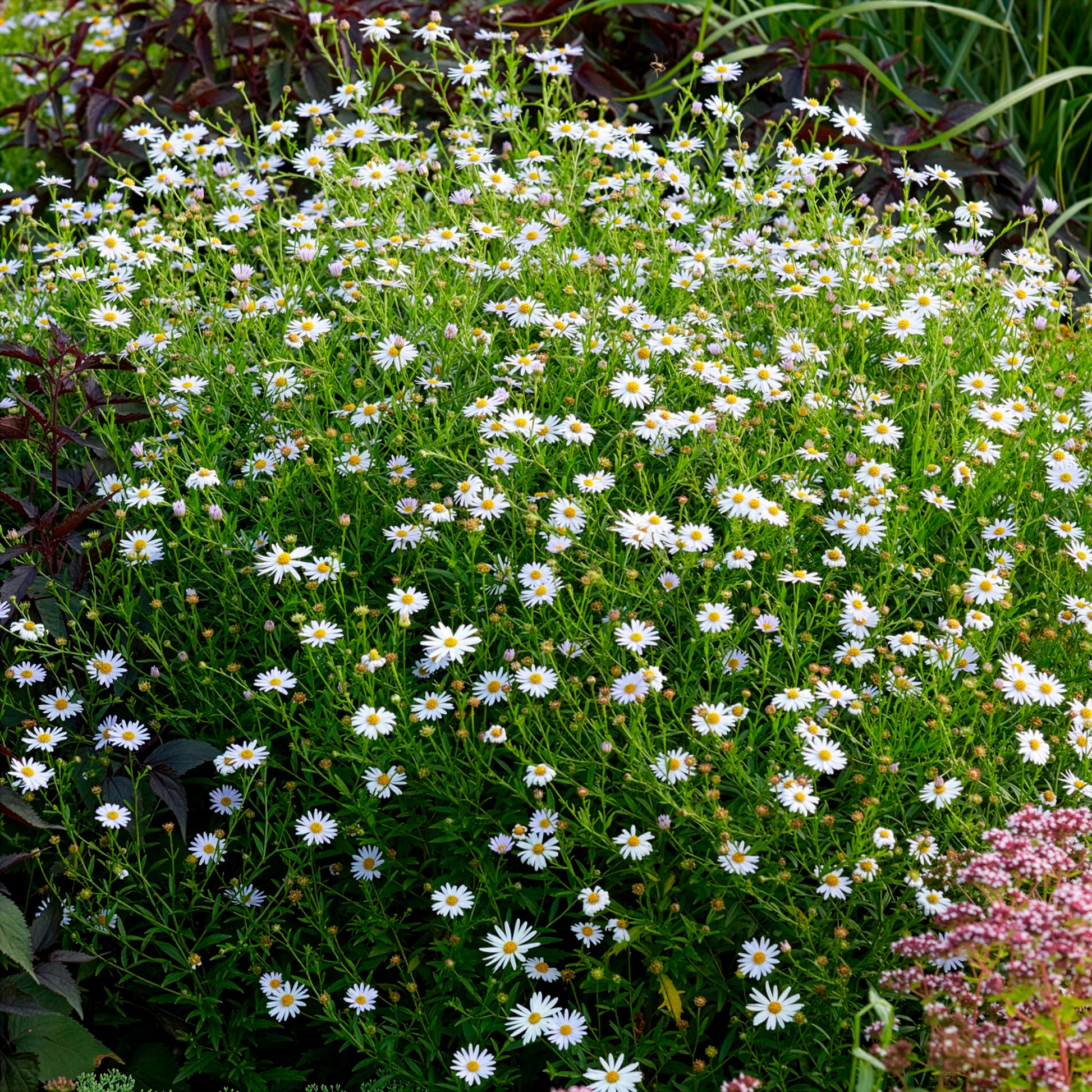Kalimeris incisa Blue Star - Kaliméris Blue Star - Kaliméris