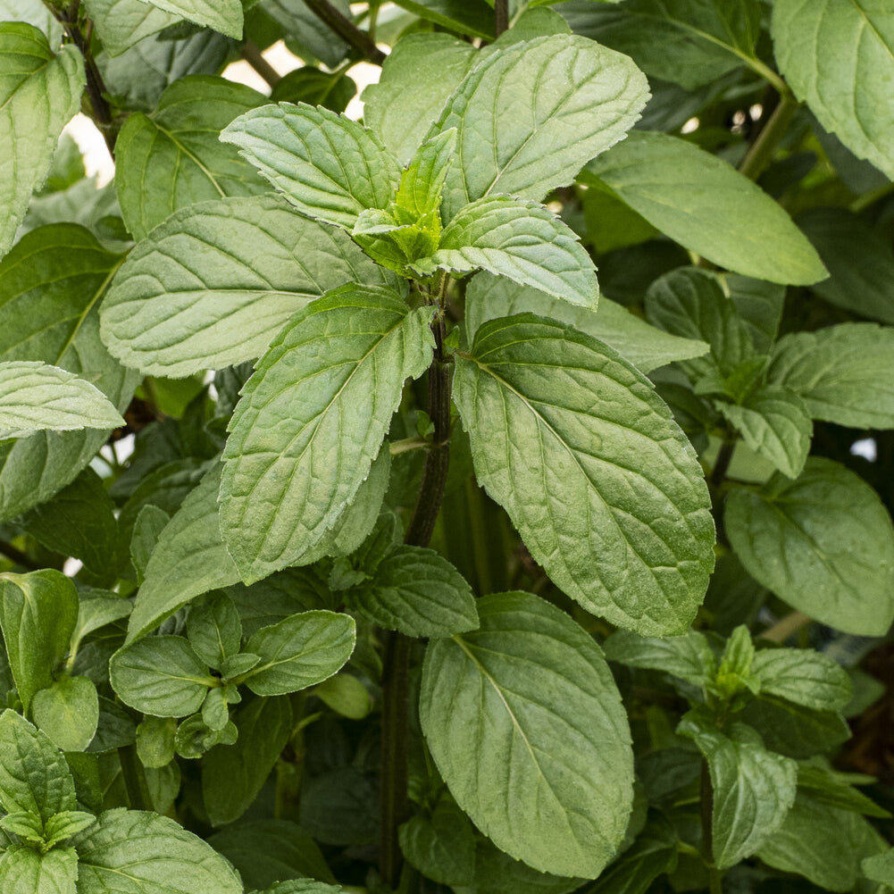 Mentha x piperita Chocolate - Menthe chocolat - Vivaces fleuries