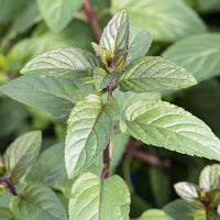 Menthe chocolat - Bakker