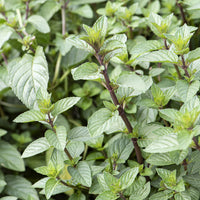 Menthe chocolat - Mentha x piperita Chocolate - Bakker