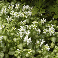 Lamier maculé White Nancy - Lamium maculatum white nancy - Bakker