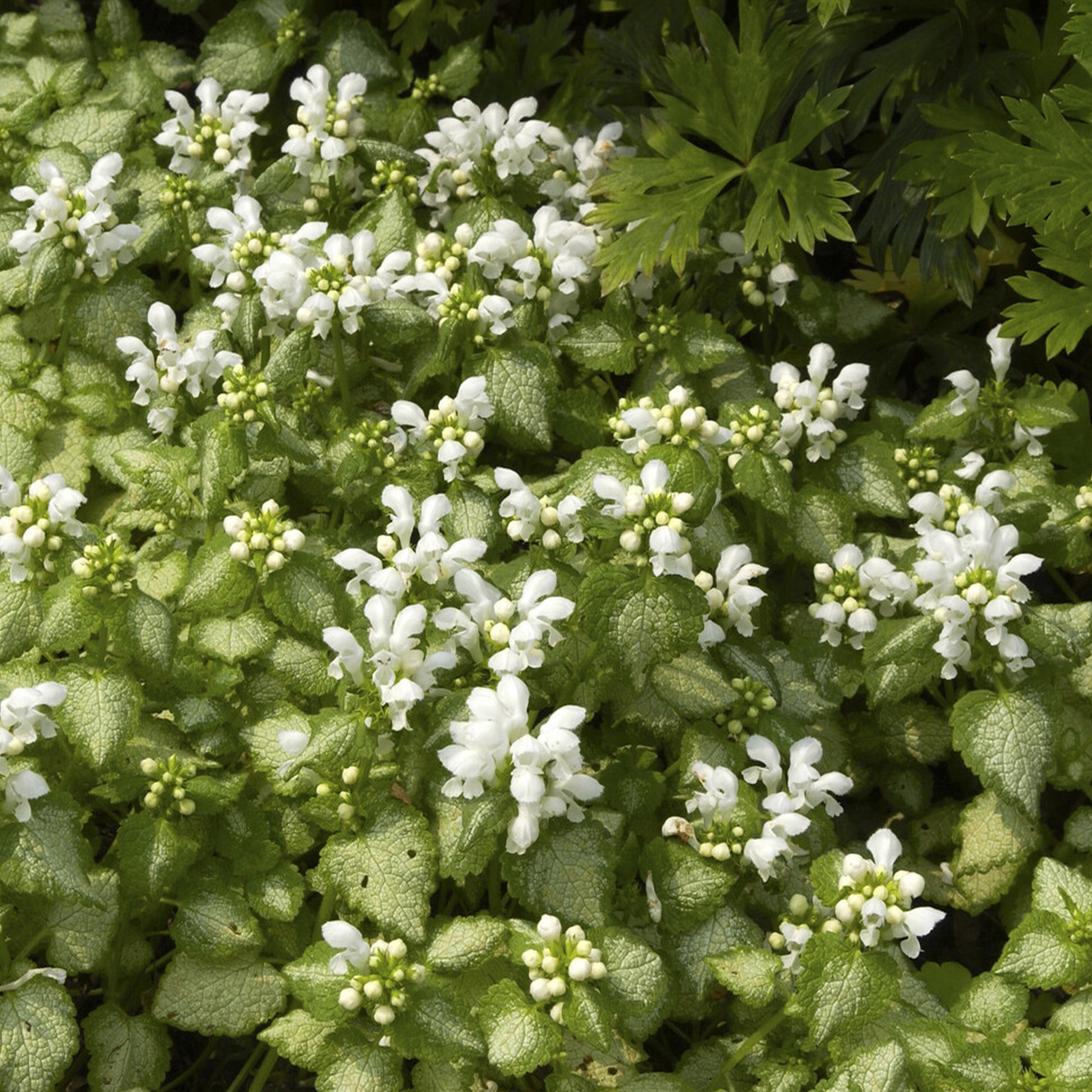 Lamier maculé White Nancy - Lamium maculatum white nancy - Bakker