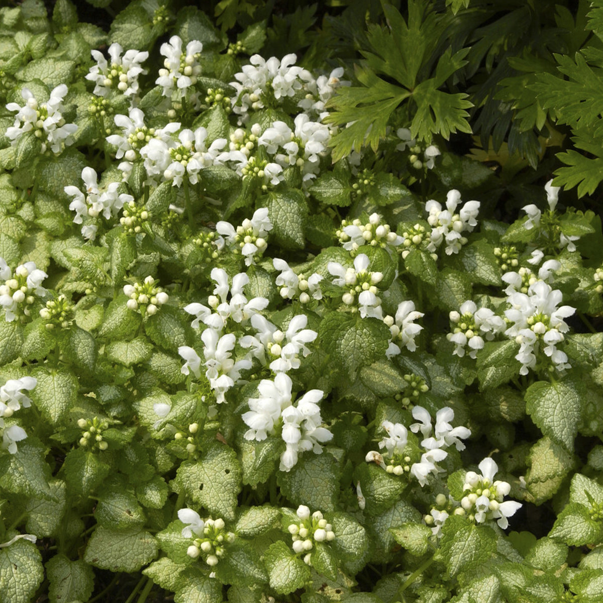 Lamier maculé White Nancy - Lamium maculatum white nancy - Bakker