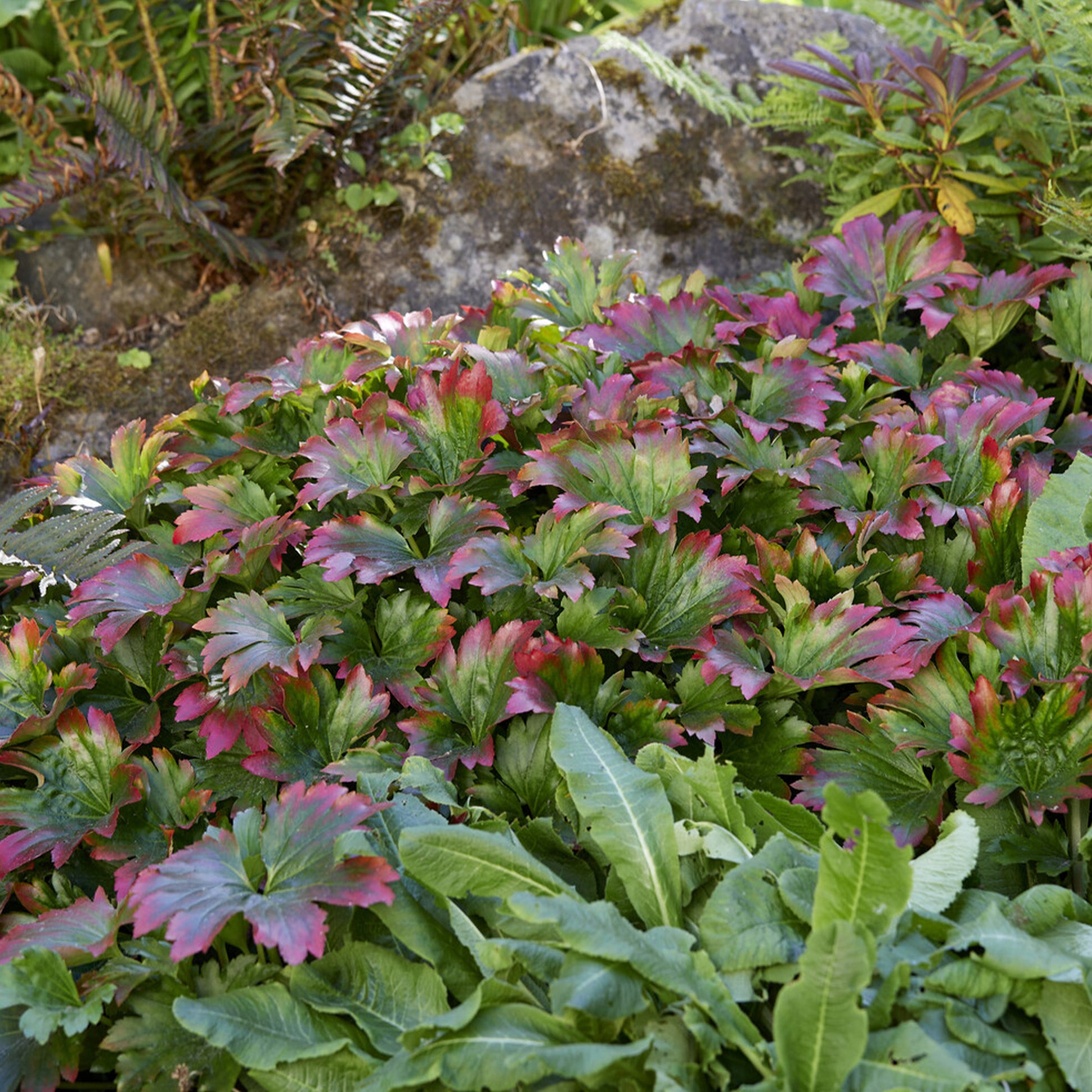 Lierre de Mandchourie Karasuba - Bakker
