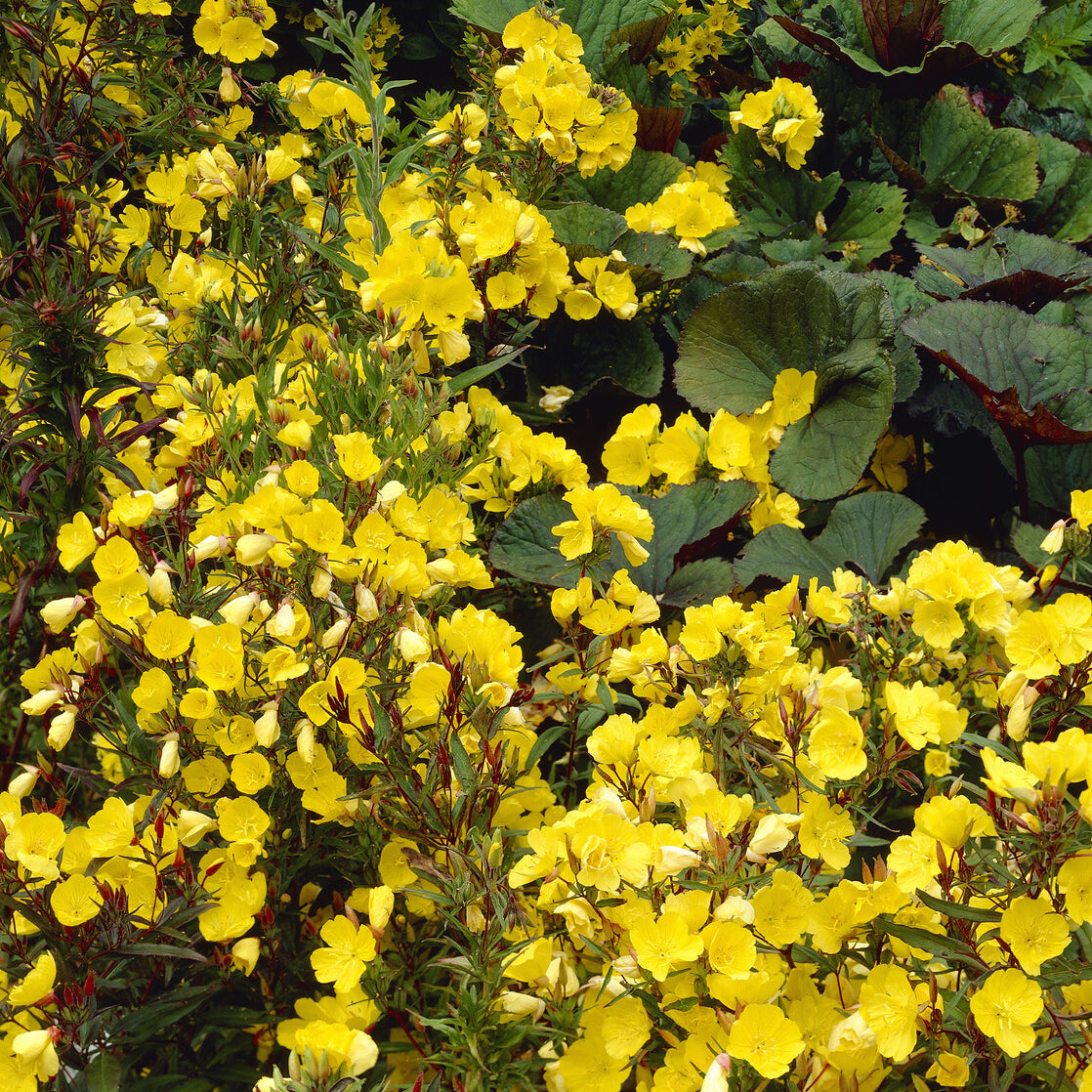 Oenothère Sonnenwende - Onagre - Oenothera fruticosa Sonnenwende - Bakker