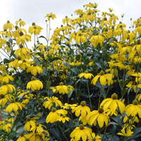 Rudbeckia - Rudbeckia Herbstsonne - Rudbeckia nitida Herbstsonne