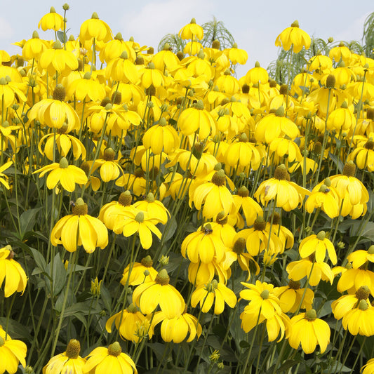 Rudbeckia Herbstsonne