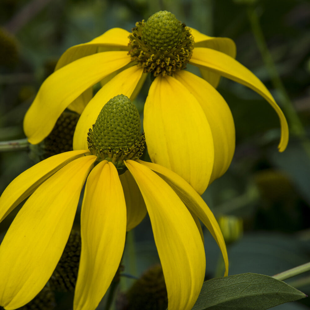 Rudbeckia nitida Herbstsonne - Rudbeckia Herbstsonne - Rudbeckia