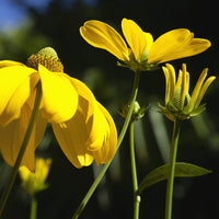 Rudbeckia Herbstsonne - Rudbeckia nitida Herbstsonne - Bakker