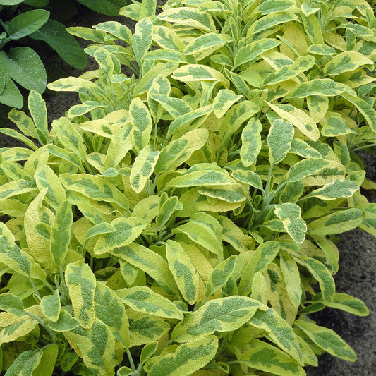 Sauge officinale Aurea - Bakker