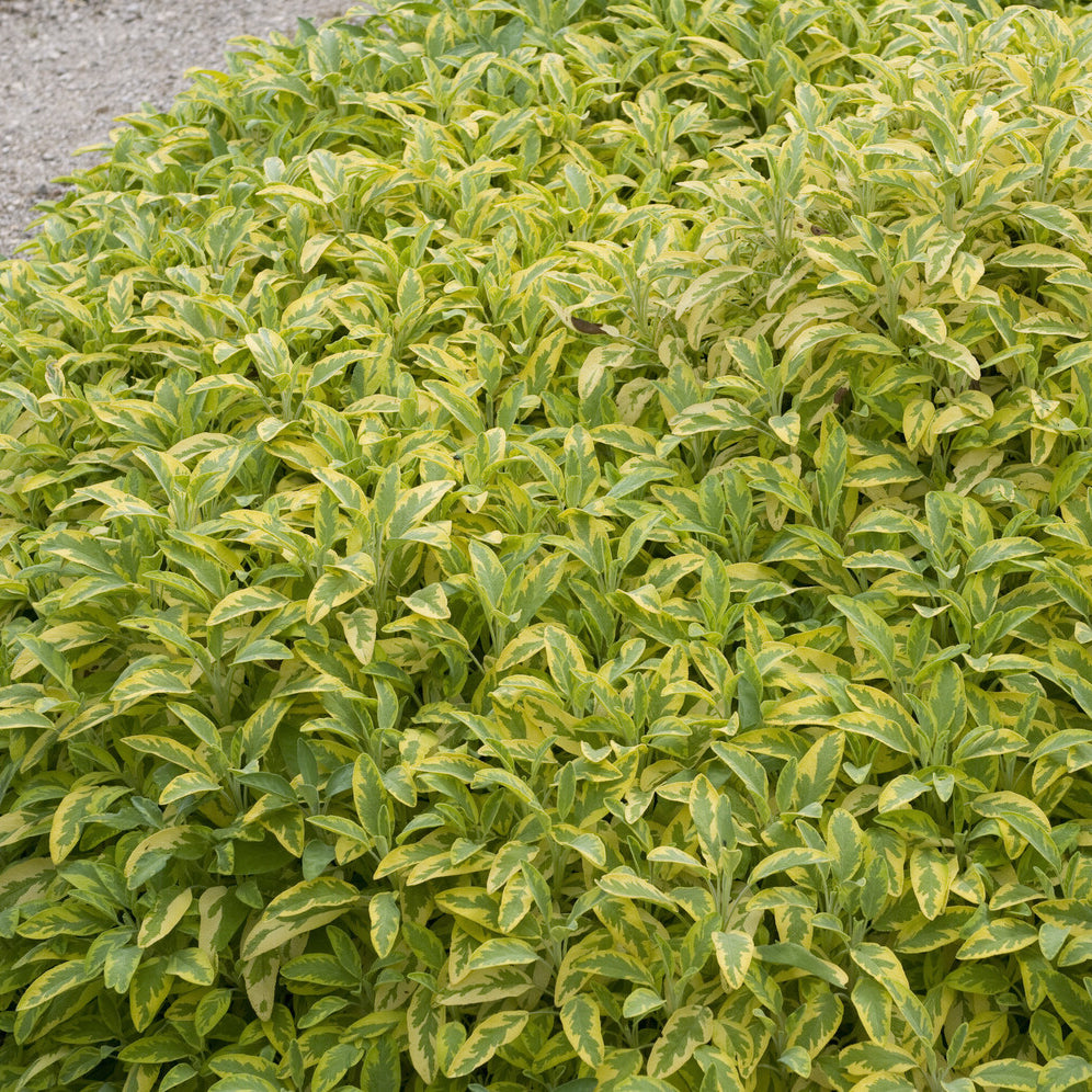 Sauge officinale Aurea - Salvia officinalis Aurea - Bakker