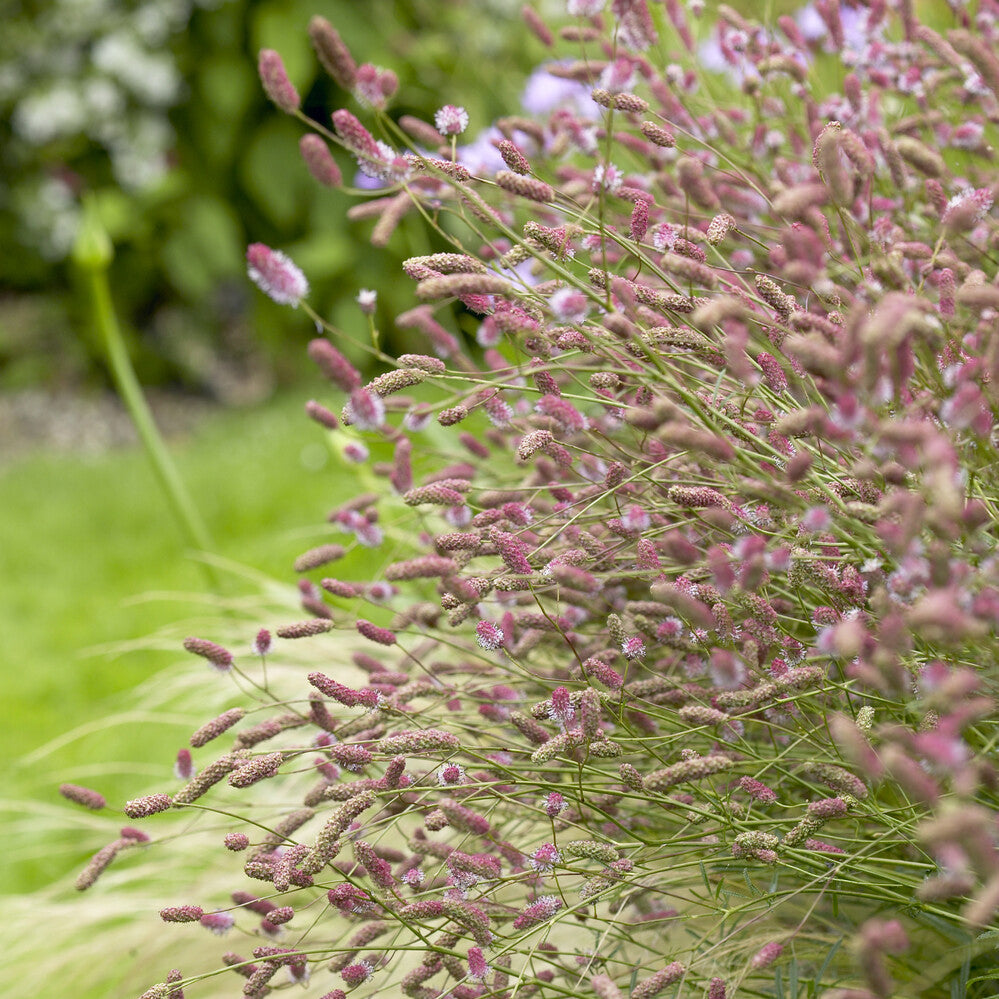 Pimprenelle officinale Pink Tanna Grande Pimprenelle Pink Tanna - Bakker