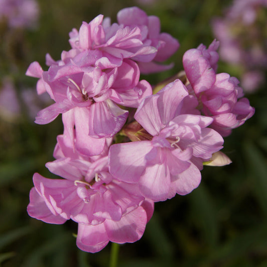 Saponaire officinale rose - Bakker