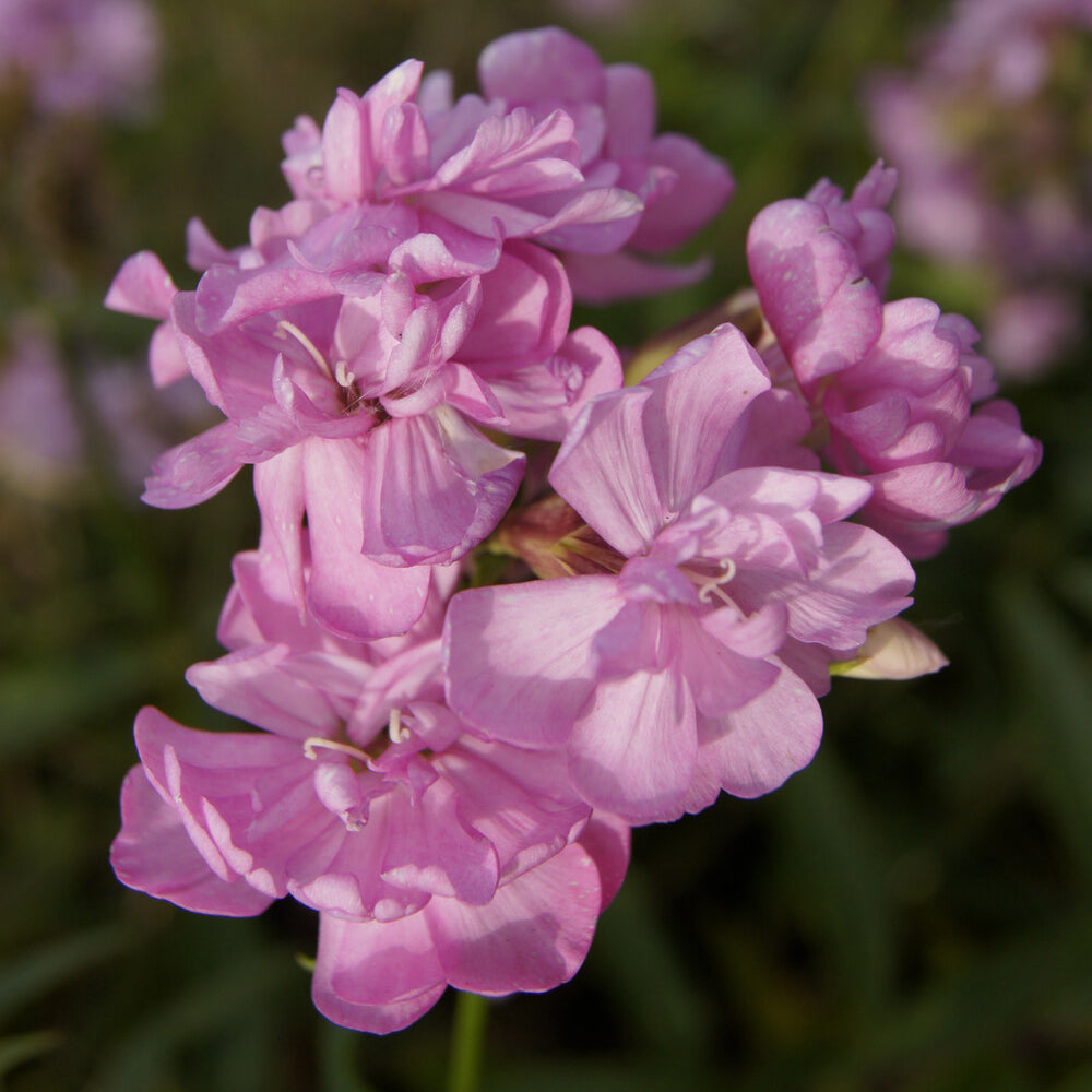 Saponaire officinale rose - Bakker