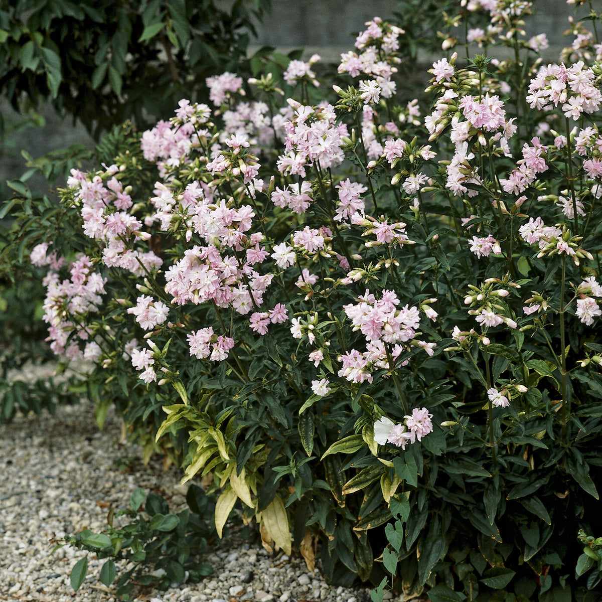 Saponaire officinale rose - Saponaria officinalis Rosea Plena - Bakker