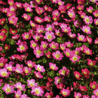 Saxifrage - 3 Saxifrages mousse Peter Pan - Saxifraga arendsii Peter Pan