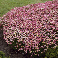 3 Saxifrages mousse Peter Pan - Bakker