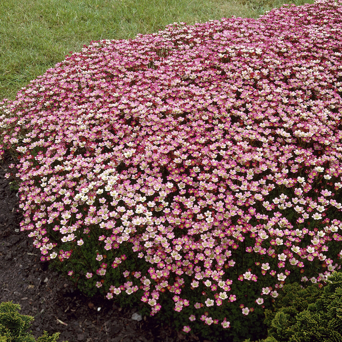 Saxifrage mousse Peter Pan - Bakker