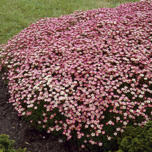 3 Saxifrages mousse Peter Pan