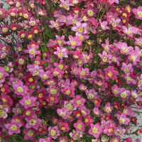 Saxifraga arendsii Peter Pan - 3 Saxifrages mousse Peter Pan - Saxifrage