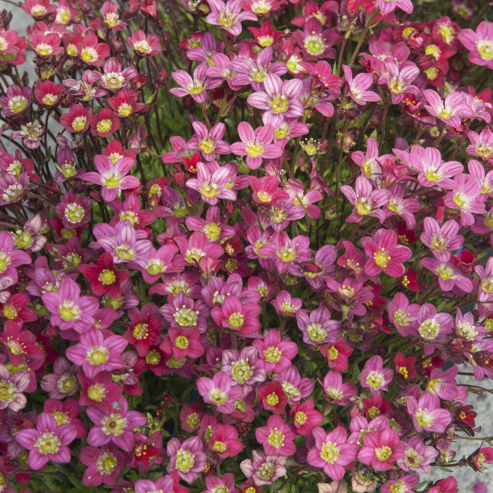 Saxifraga arendsii Peter Pan - Saxifrage mousse Peter Pan - Saxifrage
