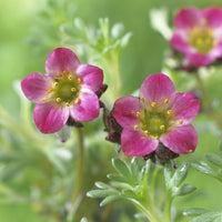 3 Saxifrages mousse Peter Pan - Saxifraga arendsii Peter Pan - Bakker