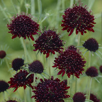 Scabieuse pourpre Chile Black - Scabiosa atropurpurea Chile Black - Bakker