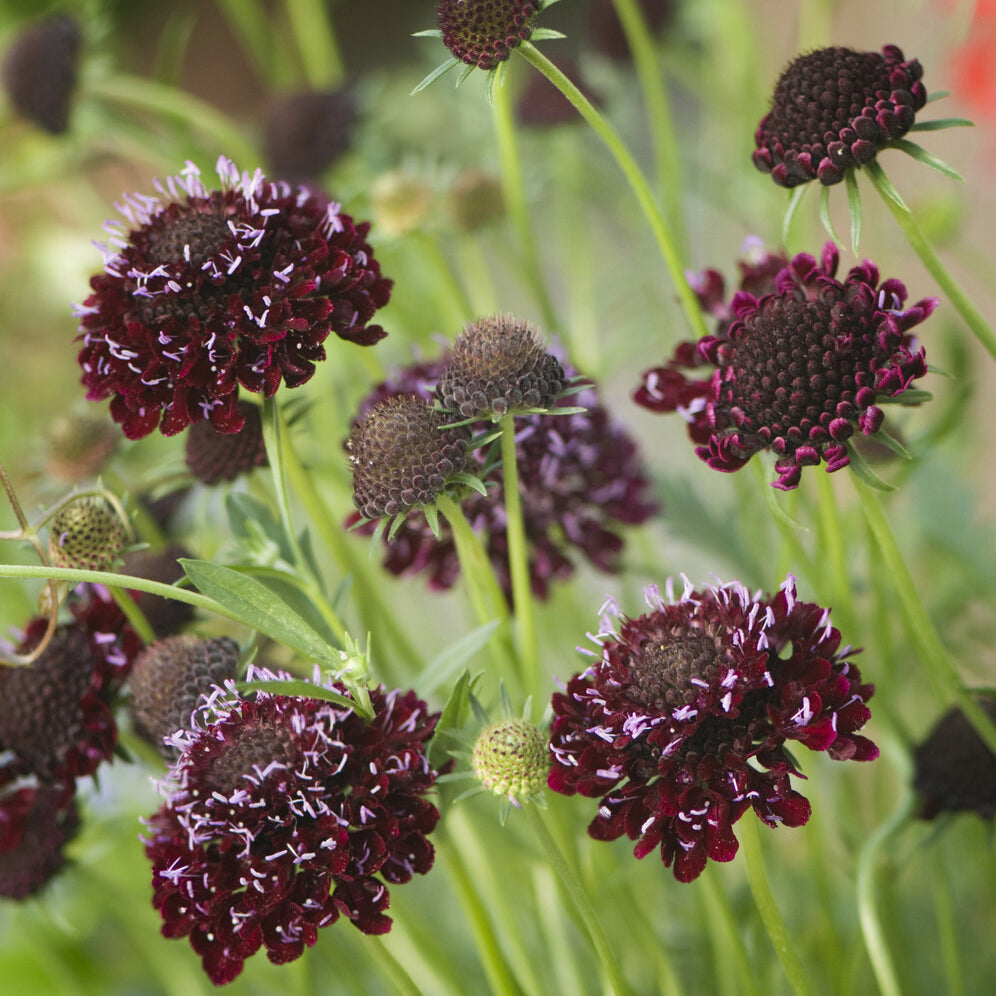 Scabieuse pourpre Chile Black - Bakker