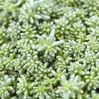 Sedum Coral Carpet - Sedum album Coral Carpet - Bakker