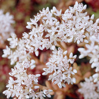 Plantes vivaces - Sedum Coral Carpet - Sedum album Coral Carpet