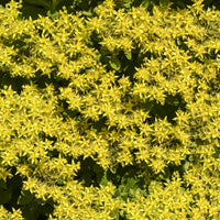 Plantes vivaces - Sedum du Kamtschaka - Sedum kamtschaticum