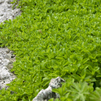 Sedum du Kamtschaka - Sedum kamtschaticum - Bakker