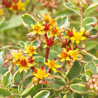 Sedum du Kamtschaka panaché - Sedum kamtschaticum Variegatum - Bakker