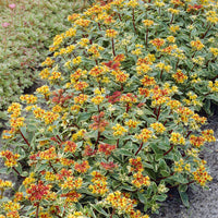 Sedum kamtschaticum Variegatum - Sedum du Kamtschaka panaché - Plantes vivaces