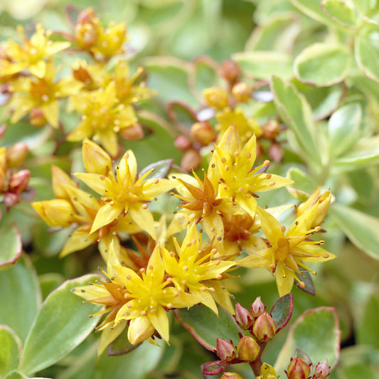 Sedum du Kamtschaka panaché - Bakker