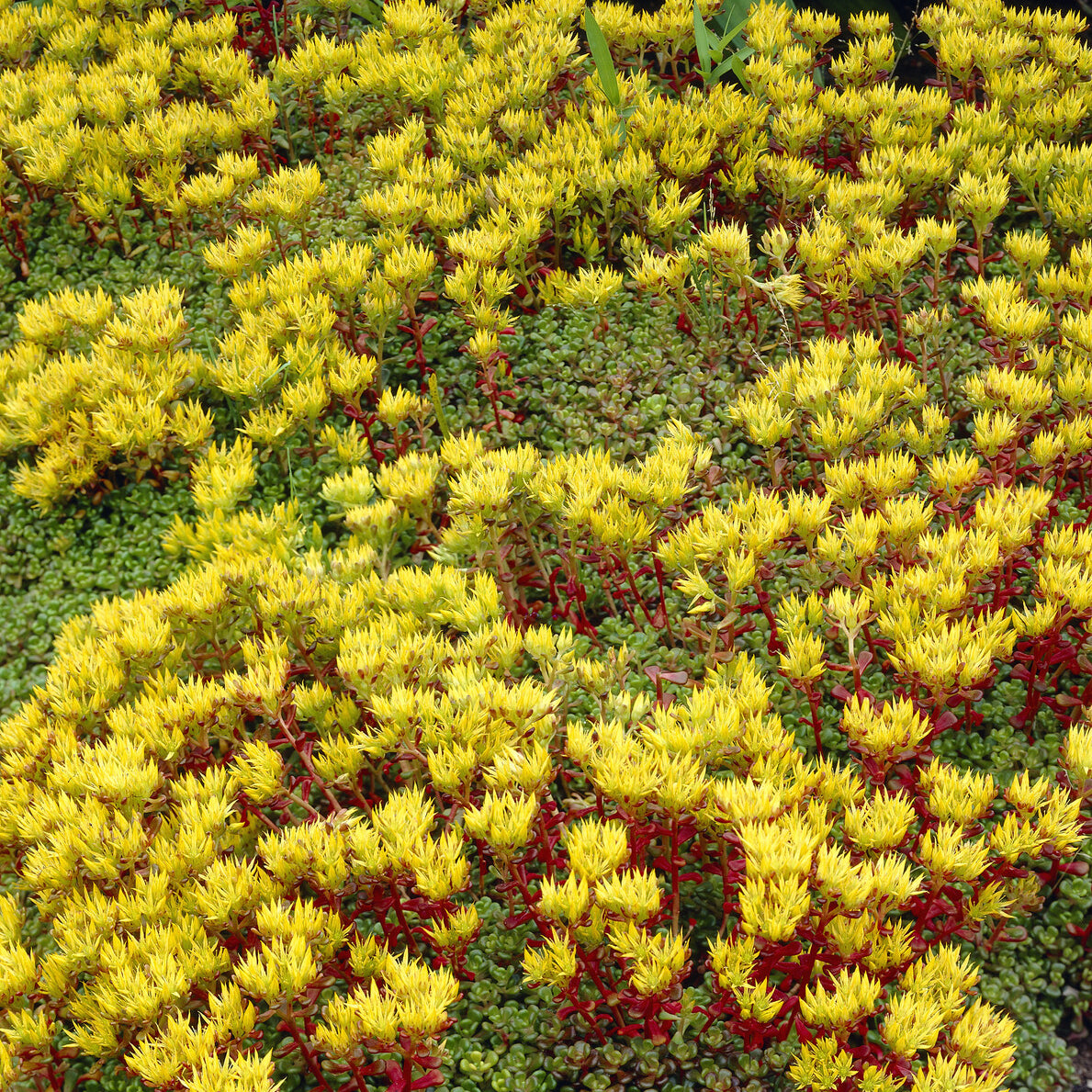 Sedum de l'Oregon - Sedum oreganum - Bakker