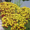 3 Sedum de l'Oregon - Bakker