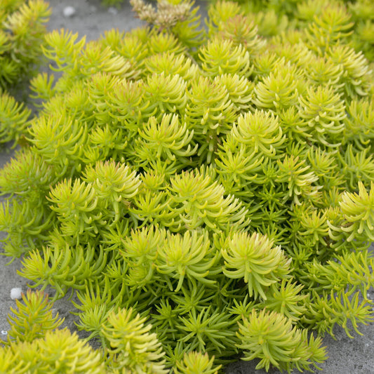 Sedum des rochers Angelina - Bakker