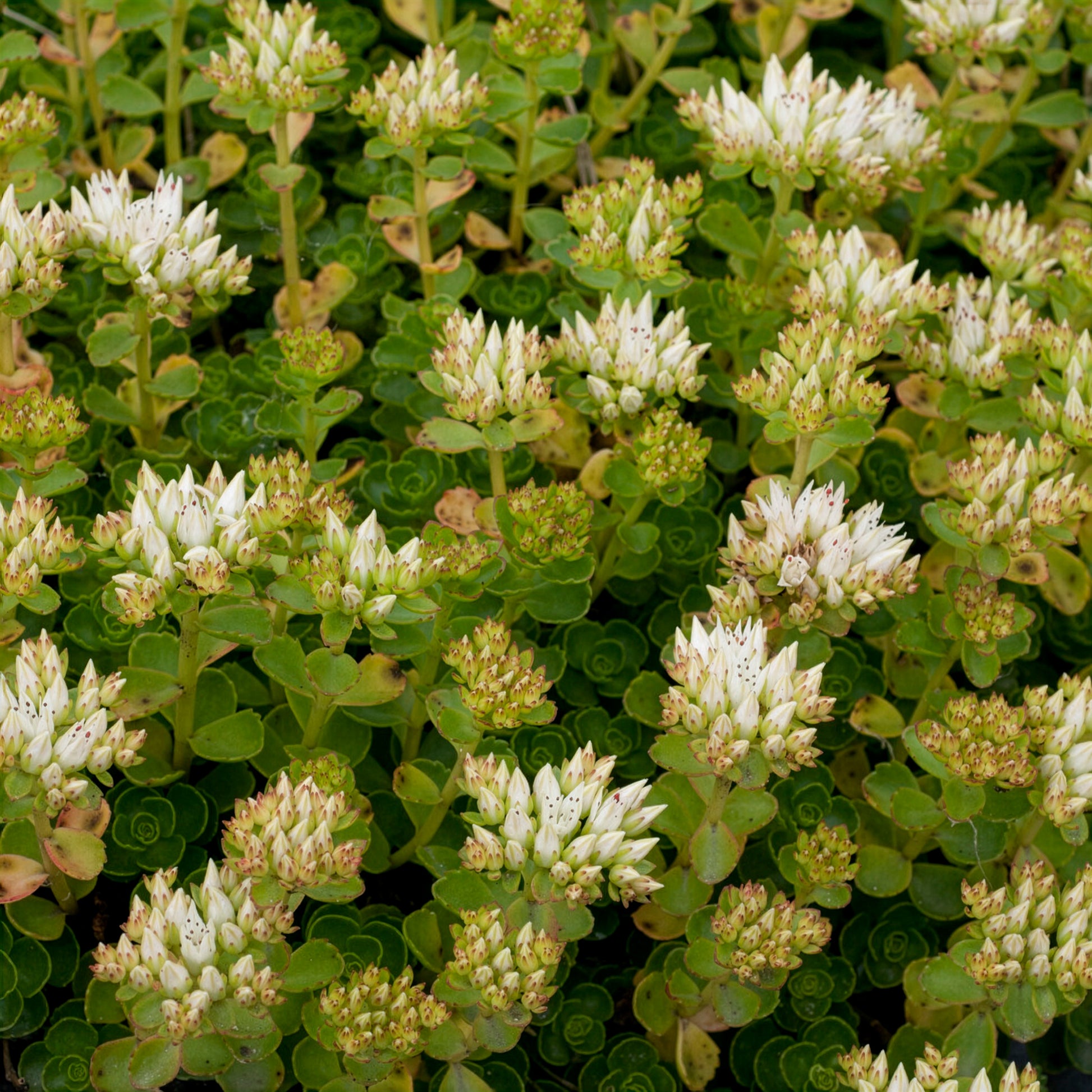 Sedum spurium Album - Sedum spurium album superbum - Bakker