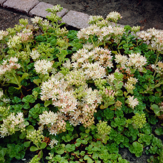 Sedum spurium Album - Bakker