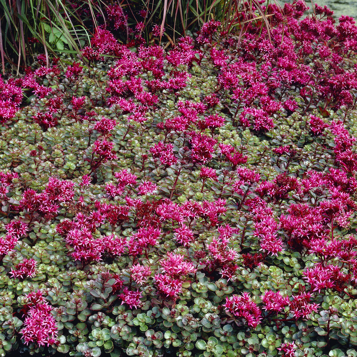 Vente 3 Vivaces tapissantes  - Thymus serphyllum, Sedum acre , Sedum spurium